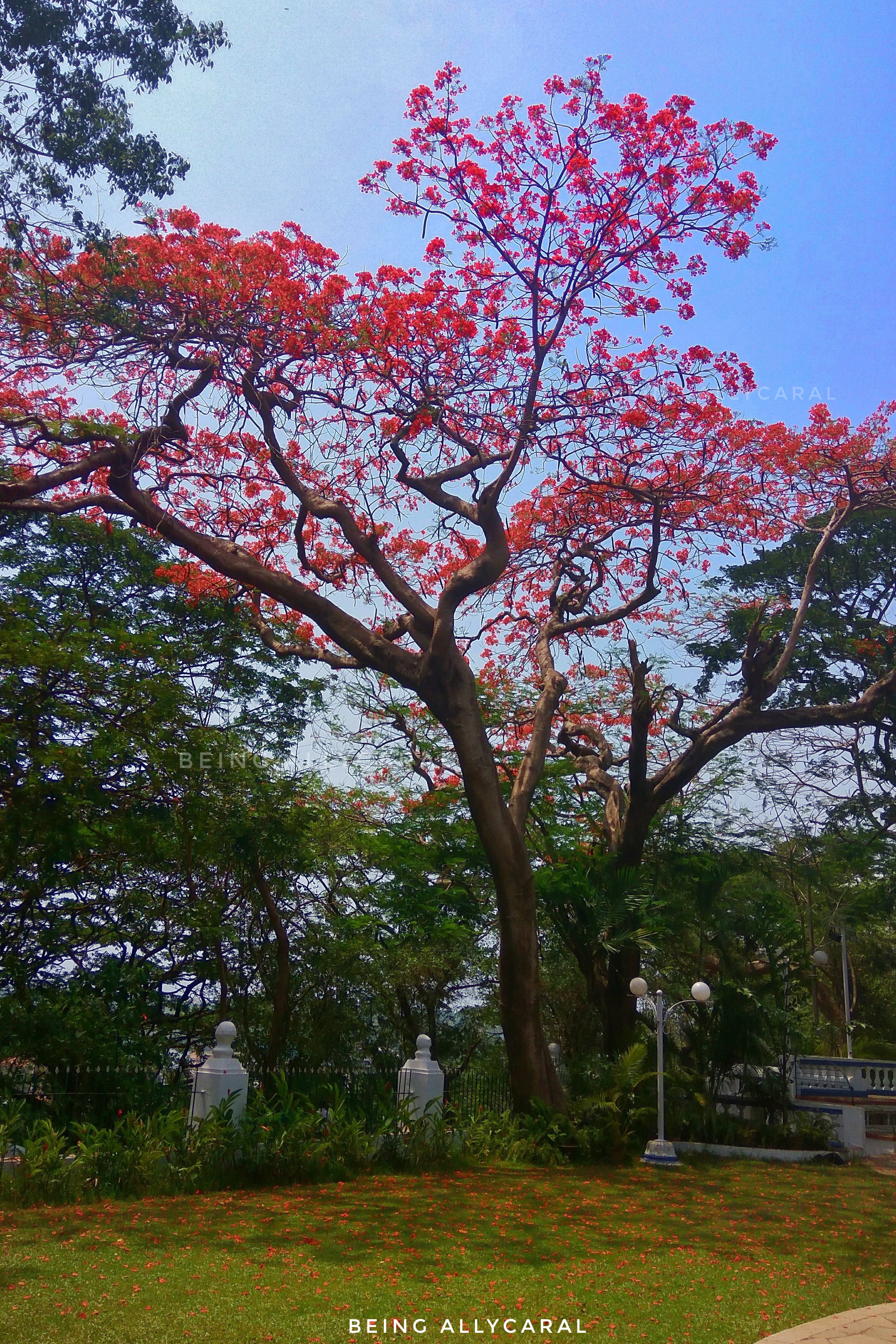 Gulmohar Tree